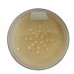 Graftobian HD LuxeCashmere Setting Powder 20g Graftobian HD LuxeCashmere Setting Powder 20g
